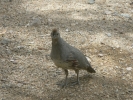 PICTURES/Gambels Quail/t_Quail - Mom.JPG